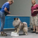 dog looking at trainer