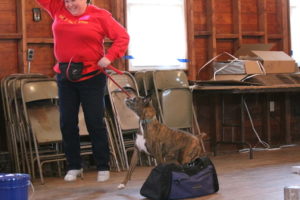 Erin leading a dog on a leash