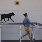 dog running through agility course