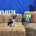 dog sitting on haybale with 3 ribbons