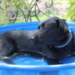 dog in pool