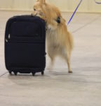 dog smelling luggage