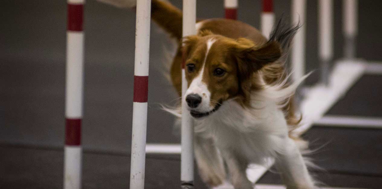 Dog Agility Training Classes Dog Sport Events For Your K9