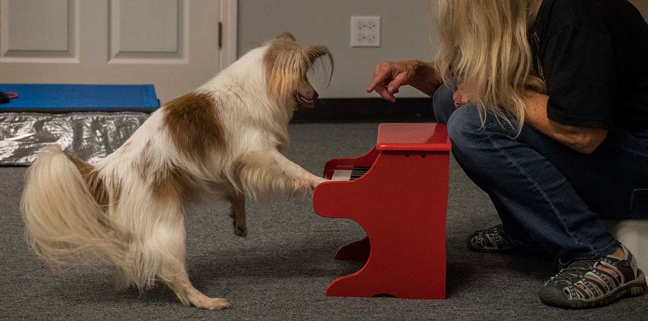 dog with paws on children's small piano.