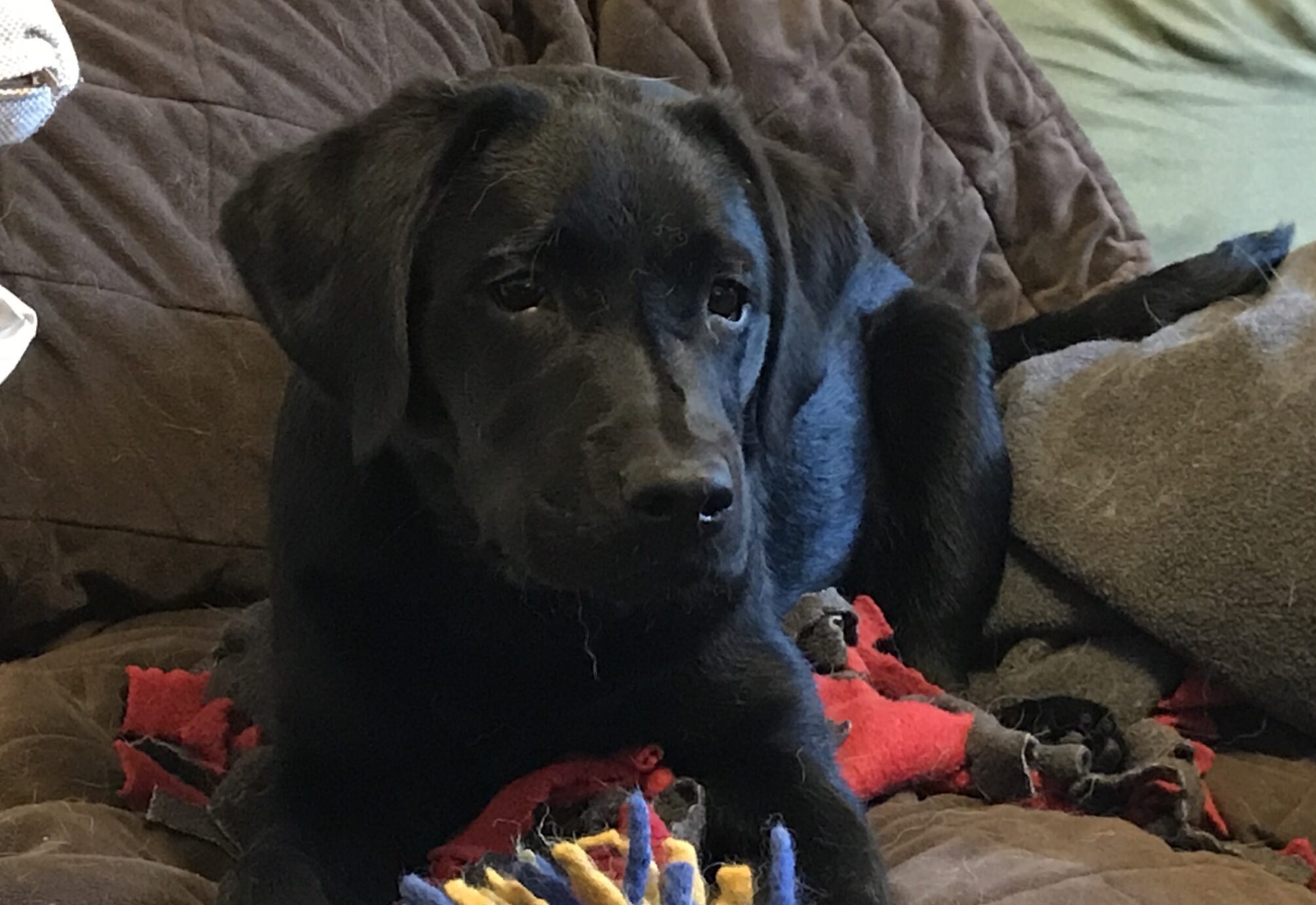 Foundation For Your K9