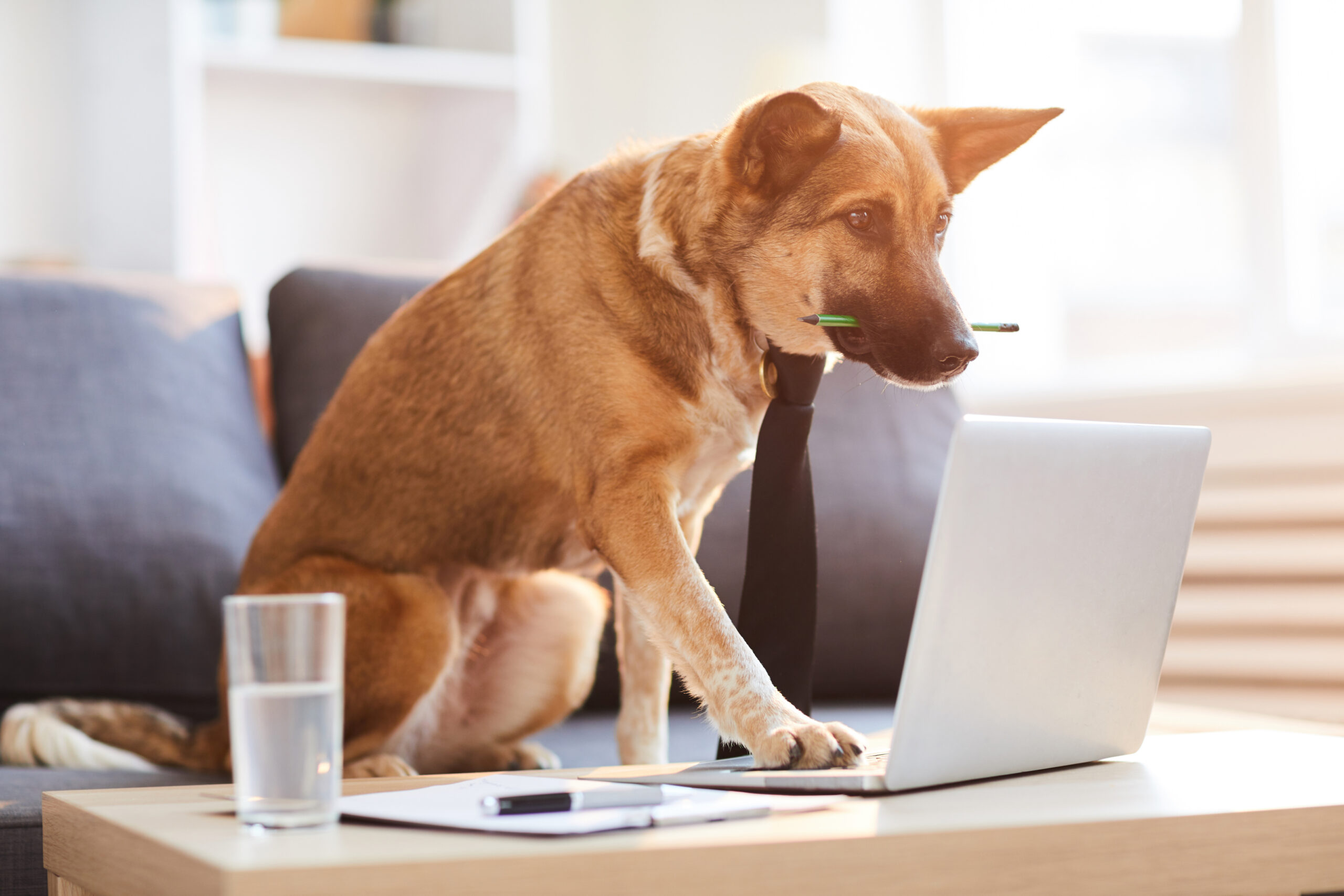 Portrait of dog wearing tie siting at desk and using computer