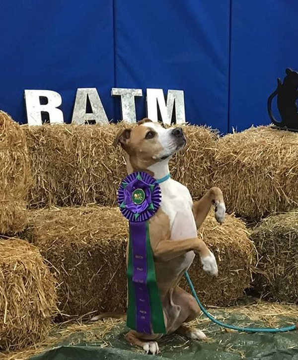 Brown and white dog sitting up with blue ribbon at RATM event.