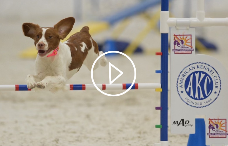 Video of dog completing agility course