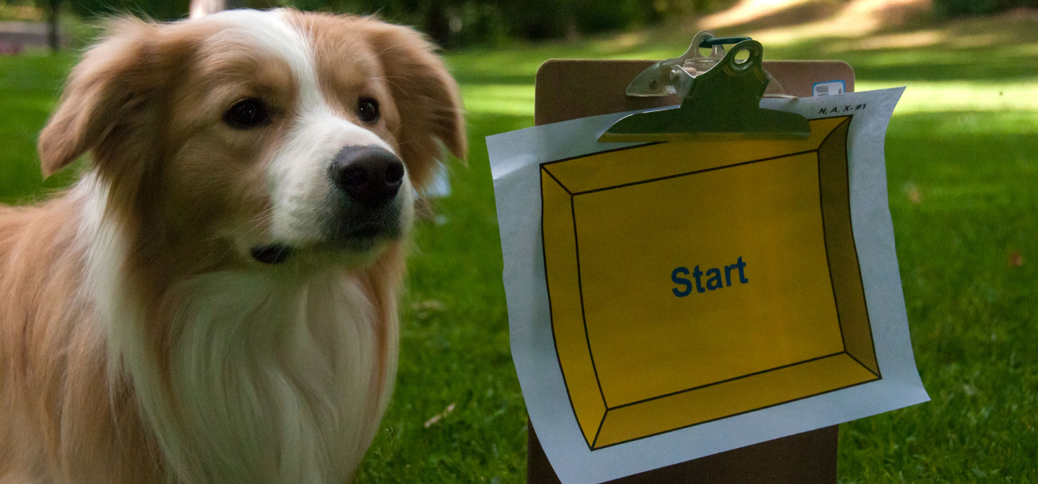 Dog sports are a great way to build teamwork, burn energy, and strengthen your bond with your dog. At For Your K9, we offer a variety of fun and engaging options for dogs of all breeds, ages, and -2