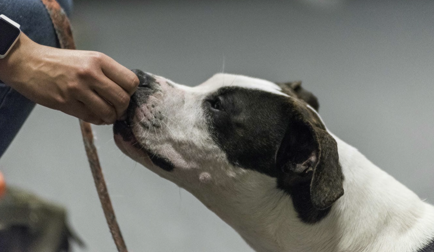 dog receiving a treat